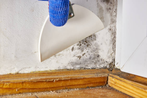 Professional Mold Removal in Collierville, TN